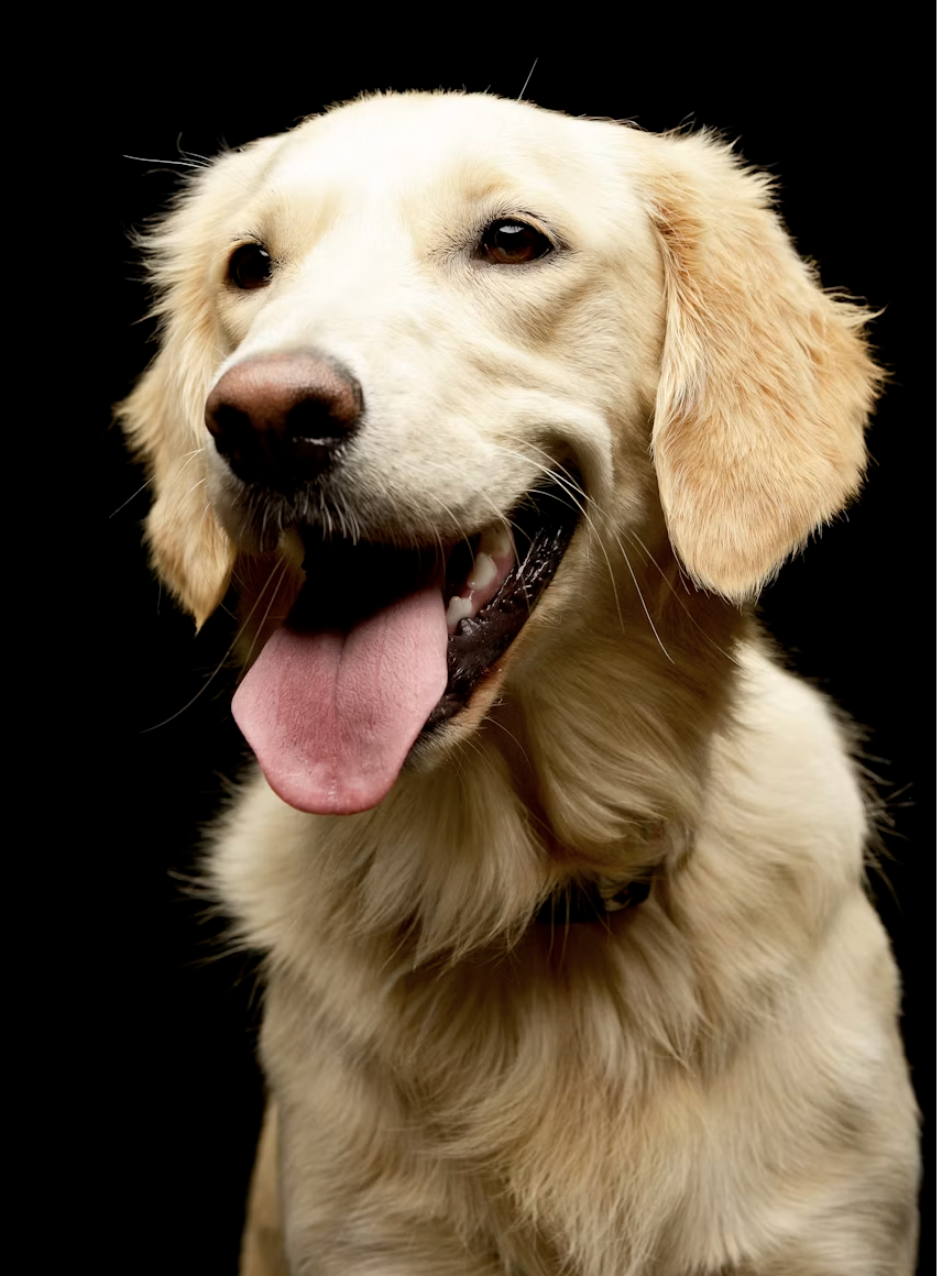 Golden retriever